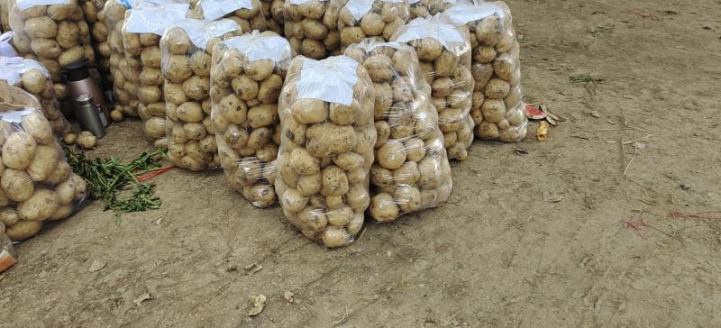 河南南阳新野荷兰十五，中暑！土豆上市中！