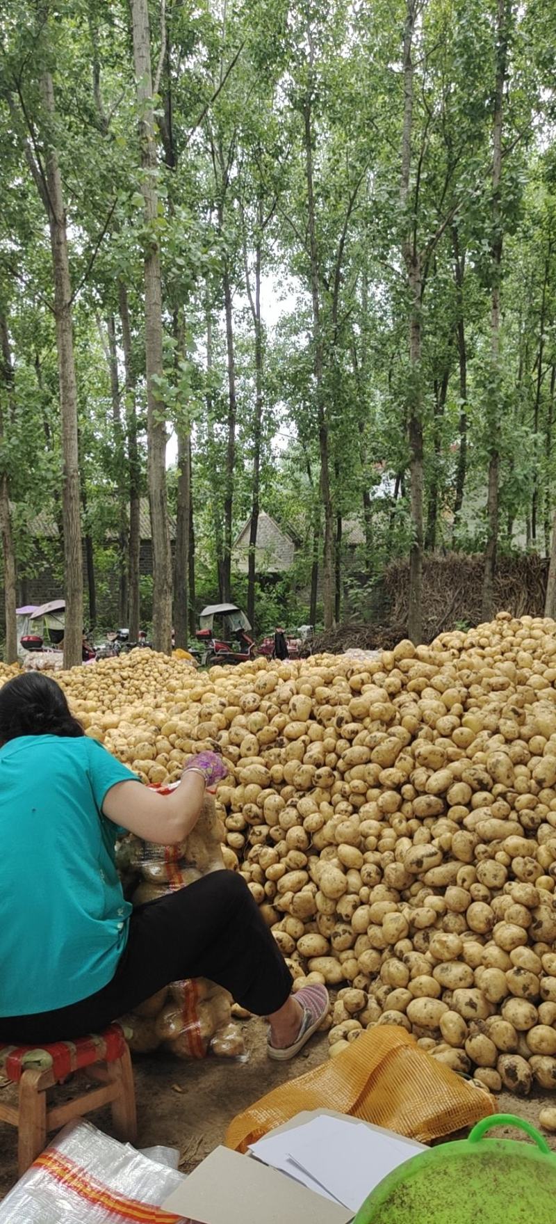 河南南阳新野荷兰十五，中暑！土豆上市中！