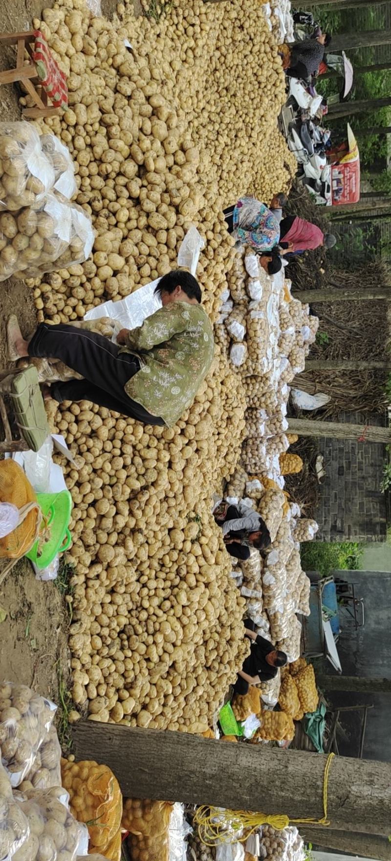 河南南阳新野荷兰十五，中暑！土豆上市中！