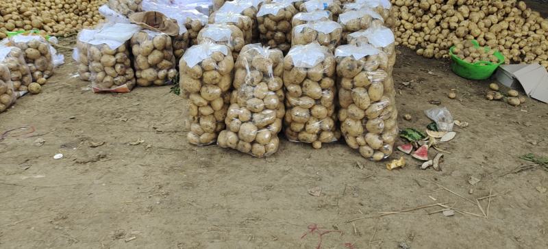 河南南阳新野荷兰十五，中暑！土豆上市中！