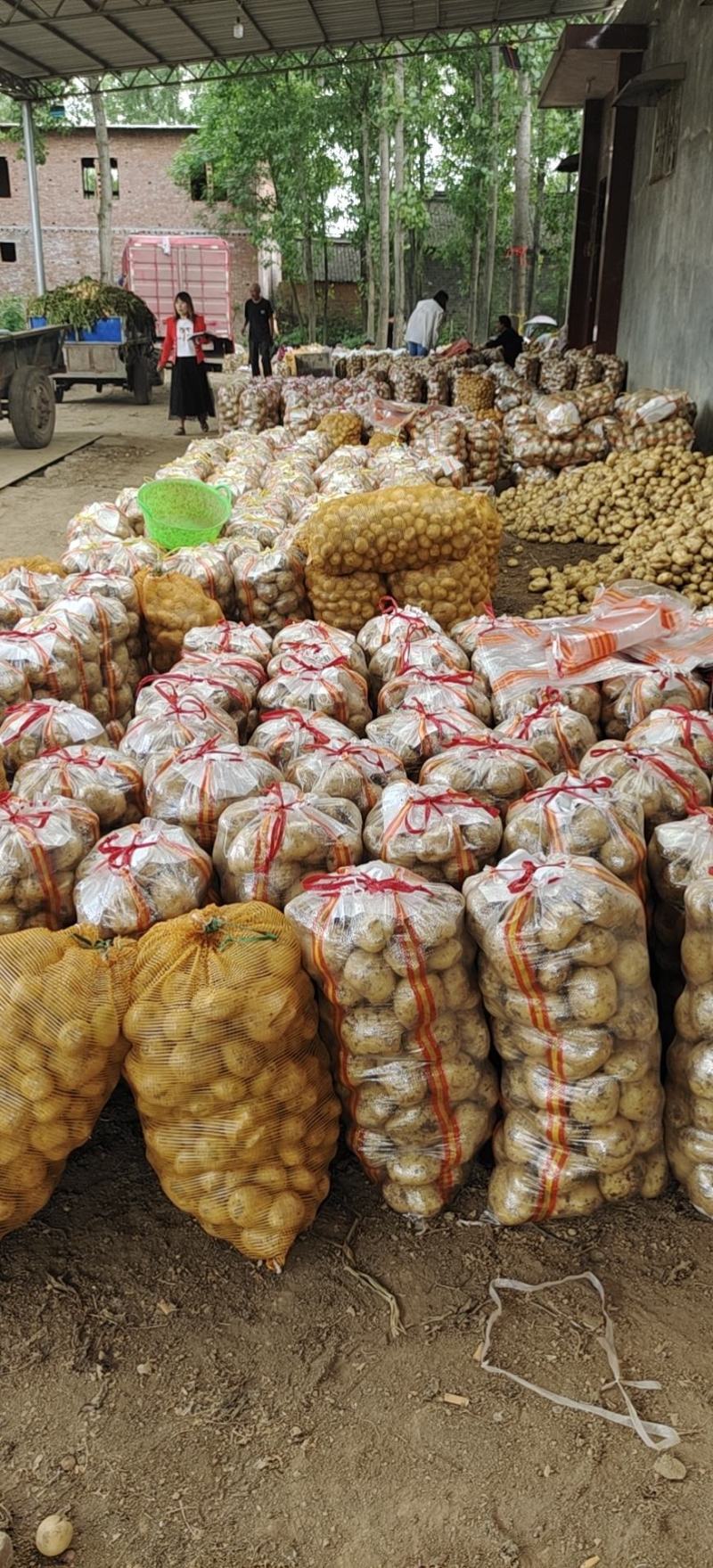 河南南阳新野荷兰十五，中暑！土豆上市中！