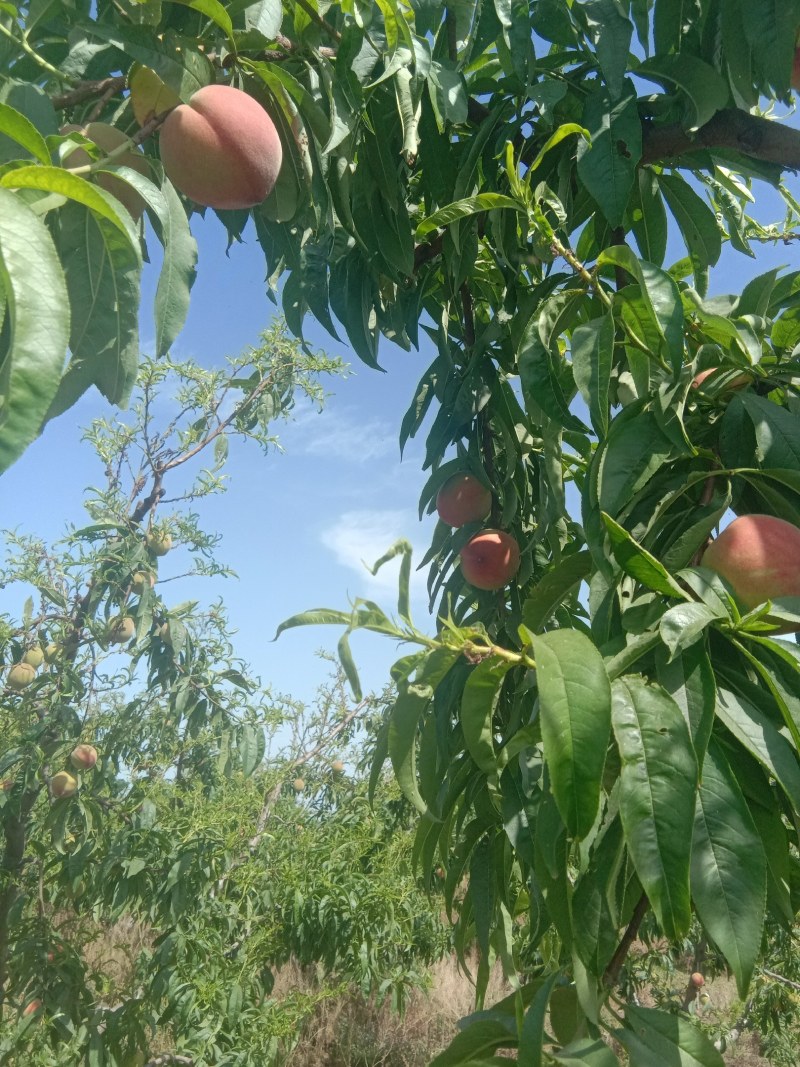 毛桃春密