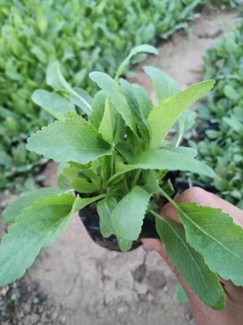 鼠尾草蓝花鼠尾草基地地被鼠尾草苗批发量大质优