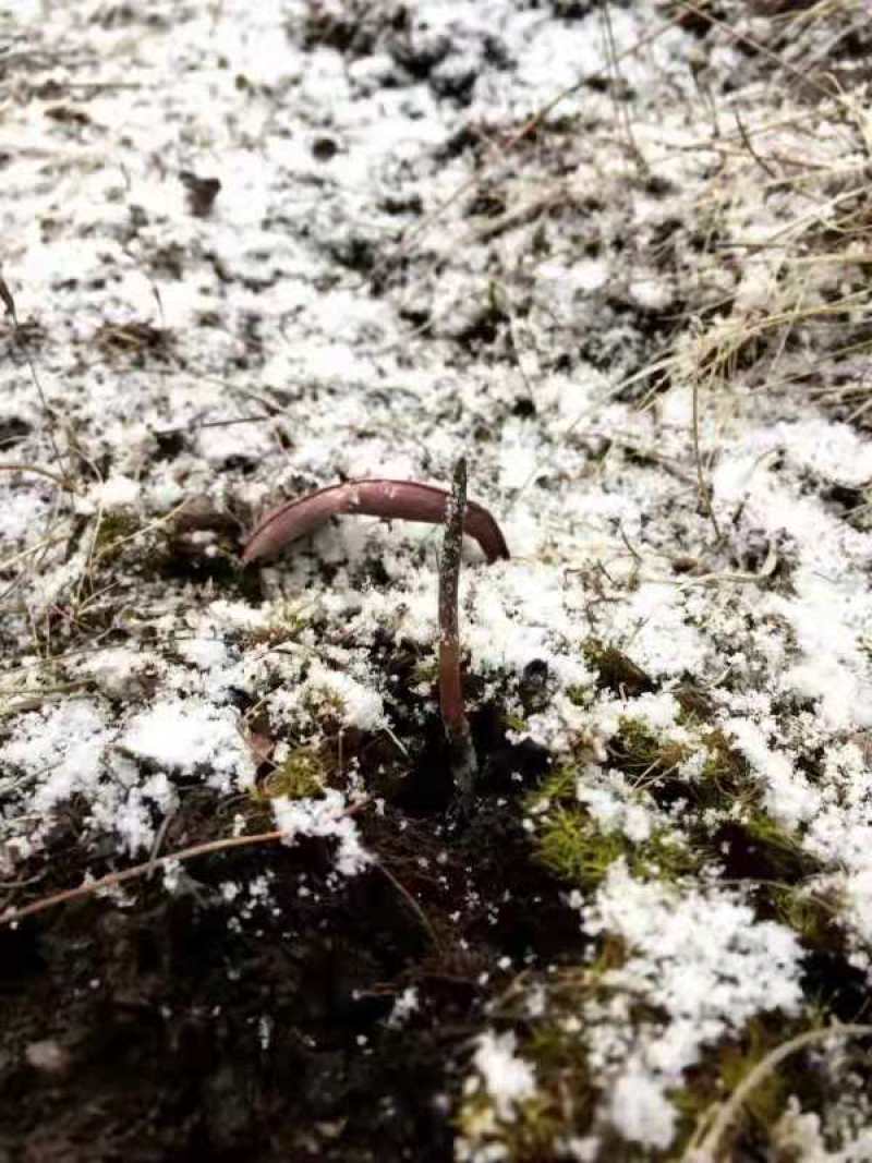 虫草