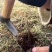 虫草