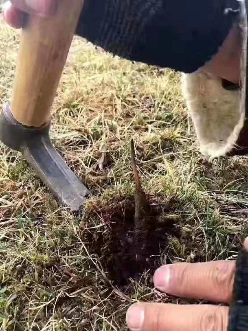 虫草