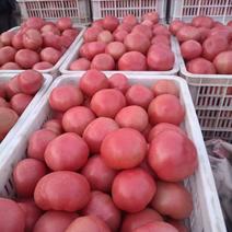聊城东昌府区沙镇硬粉西红柿大量供应，支持各种包装。