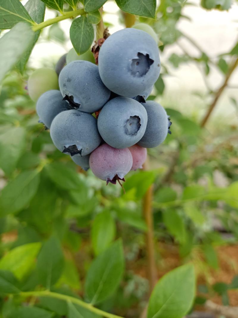 自己种的蓝莓！富含花青素，纯绿色水果！10——50元每斤