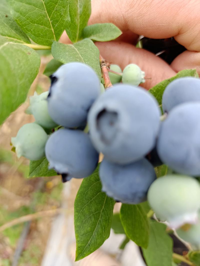 自己种的蓝莓！富含花青素，纯绿色水果！10——50元每斤