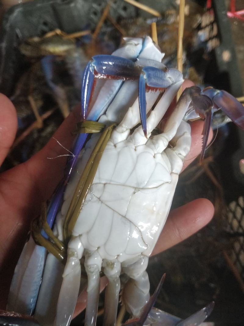 花蟹，浅网花蟹，大花，中花，小花，市场批发零售