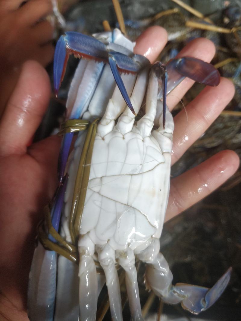 花蟹，浅网花蟹，大花，中花，小花，市场批发零售