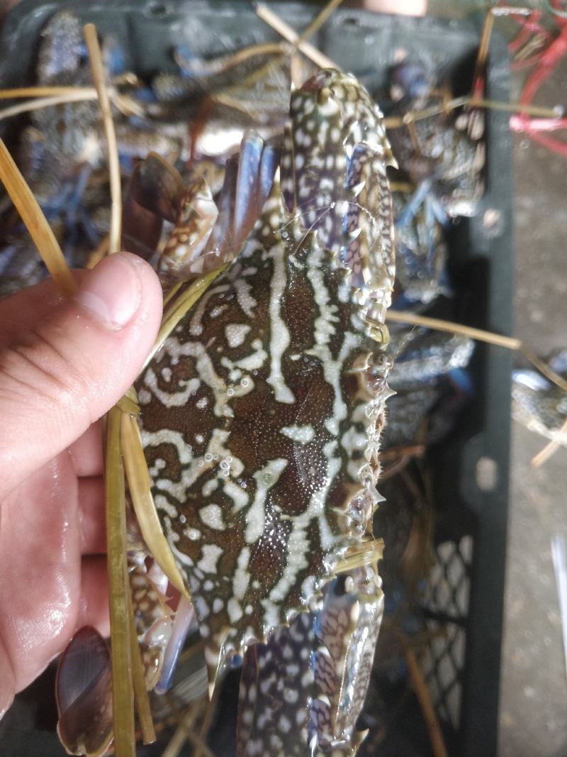 花蟹，浅网花蟹，大花，中花，小花，市场批发零售