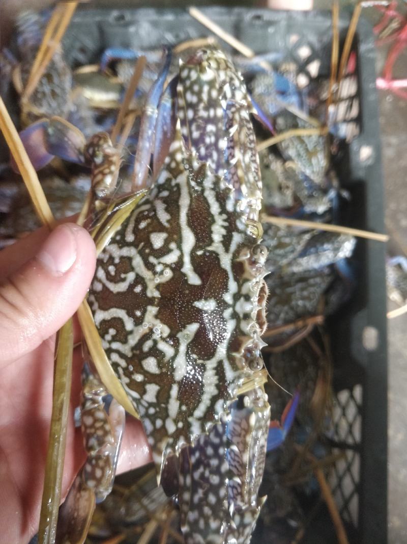 花蟹，浅网花蟹，大花，中花，小花，市场批发零售