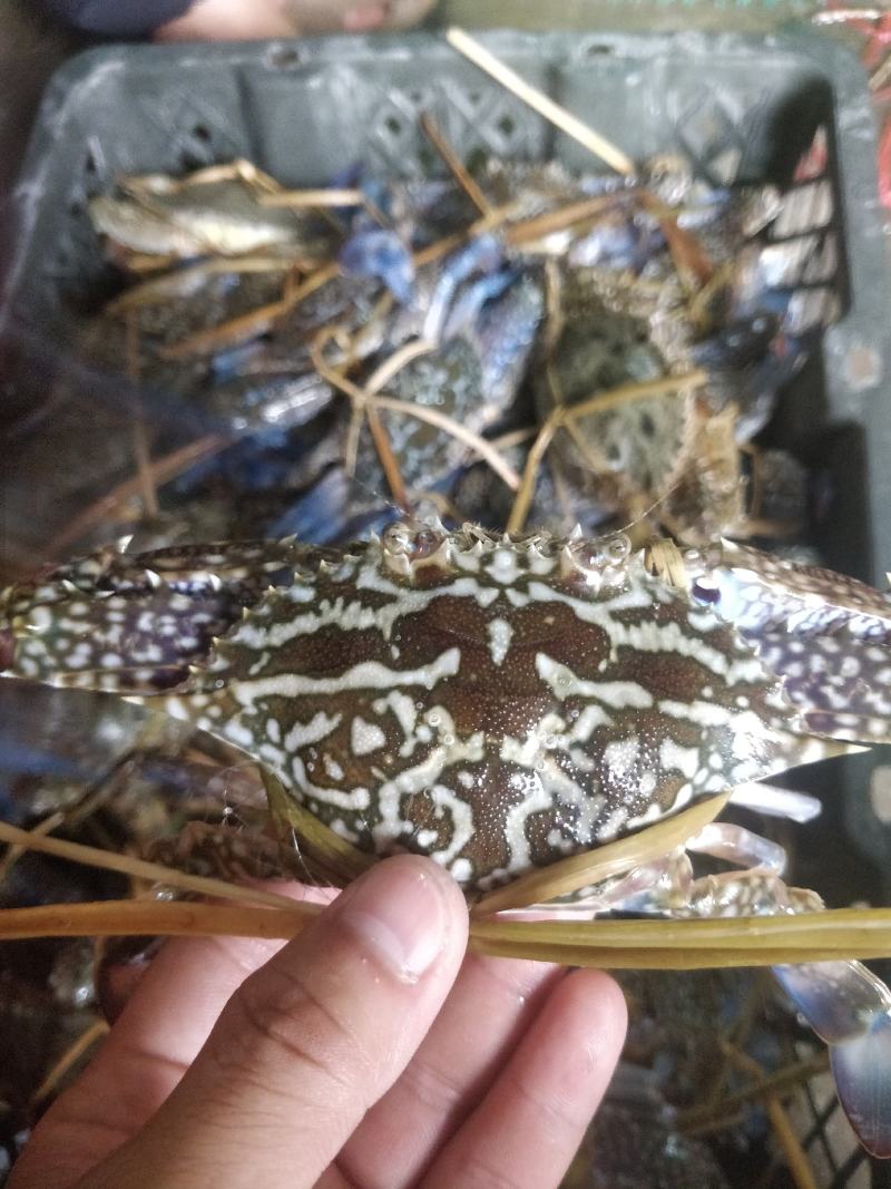 花蟹，浅网花蟹，大花，中花，小花，市场批发零售