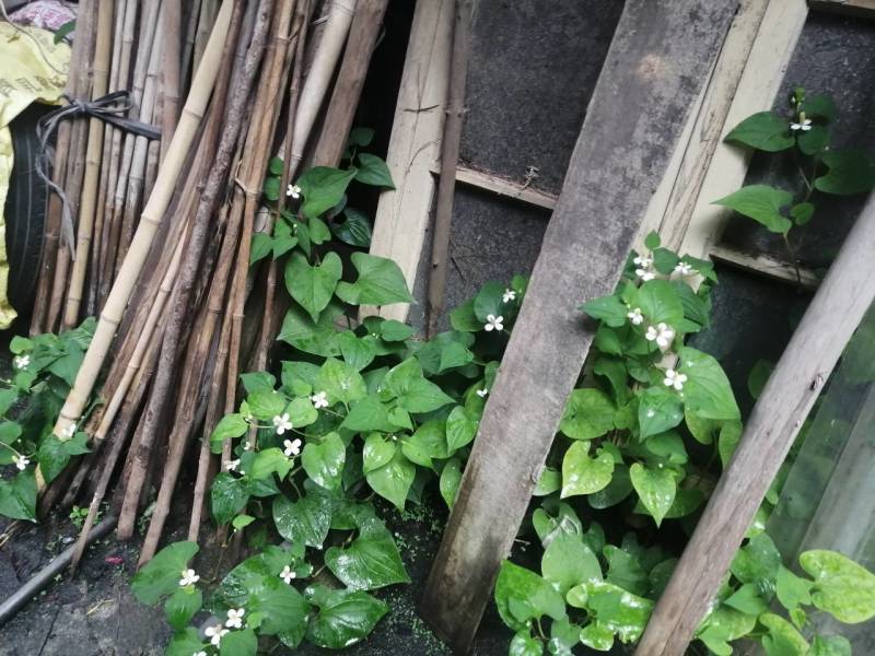 农村纯野生，自然晒干，无硫色泽纯正，泡茶，药用鱼腥草干