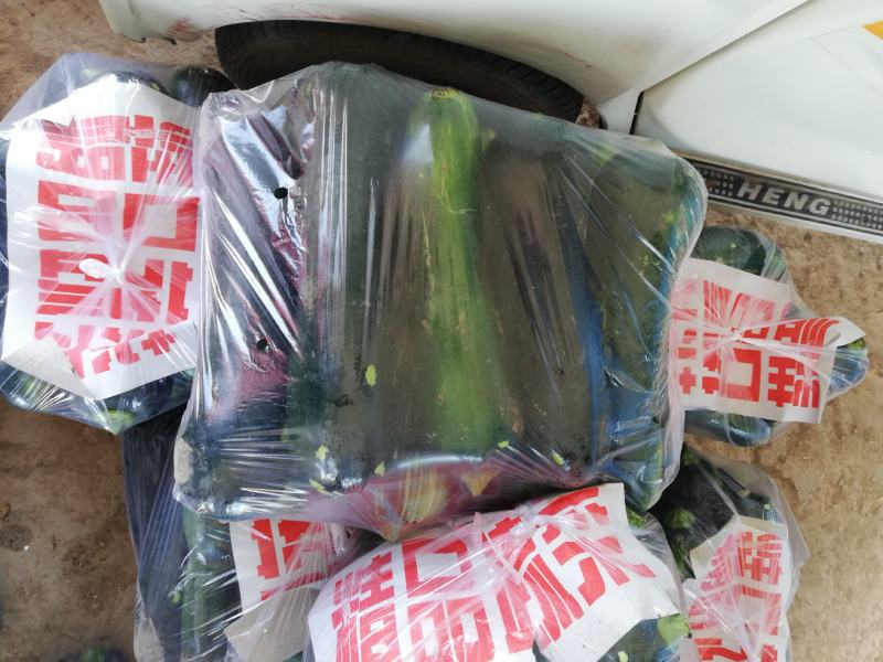 大量供应青皮精品小南瓜，条形正，口感好，耐运输。