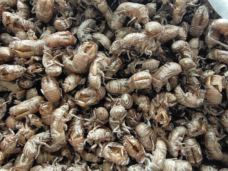 精品沙地蝉蜕常年购销年产10吨滨州阳信劳店镇常年收购