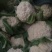 [精品菜花]定西优质菜花价格公道量大优惠