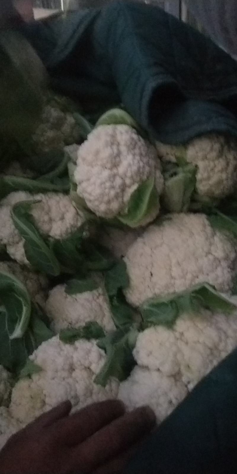 [精品菜花]定西优质菜花价格公道量大优惠
