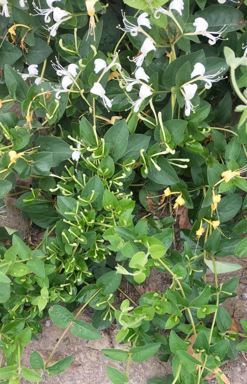 纯野生带毛甘甜金银花香味浓无硫产地直供