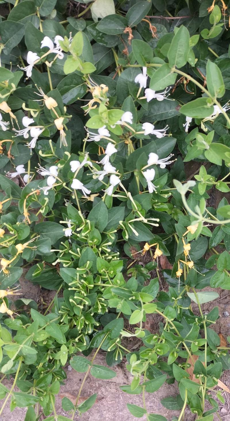 纯野生带毛甘甜金银花香味浓无硫产地直供