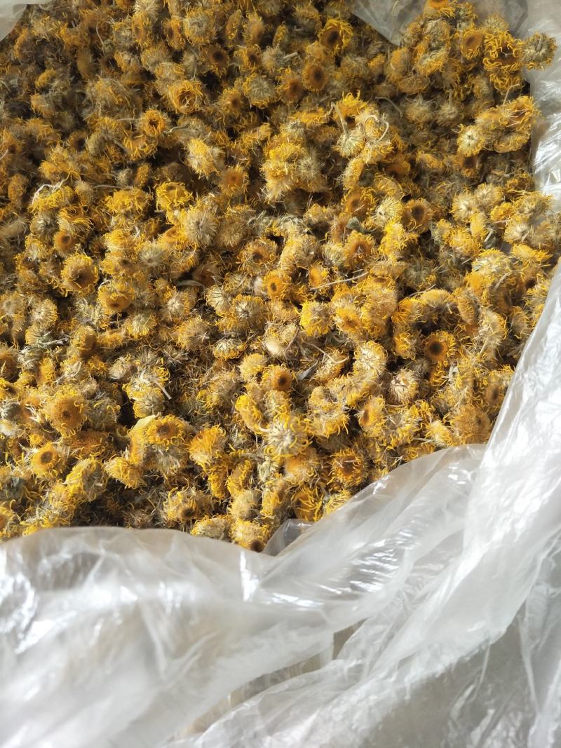 常年大量购销本地精品旋覆花小黄花，阳信劳店镇