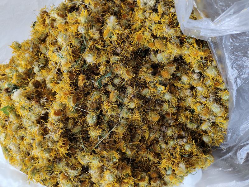 常年大量购销本地精品旋覆花小黄花，阳信劳店镇