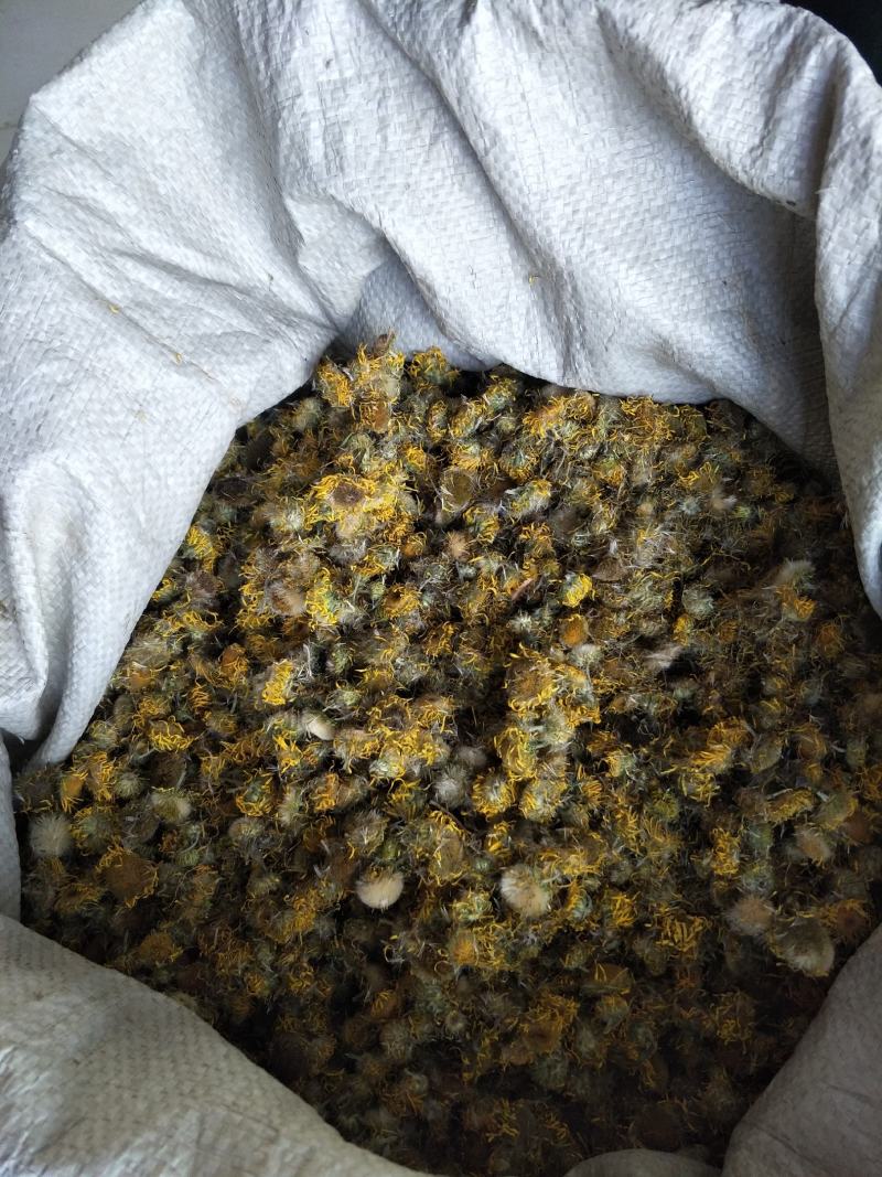 常年大量购销本地精品旋覆花小黄花，阳信劳店镇