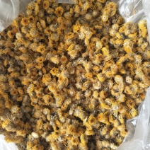 常年大量购销本地精品旋覆花小黄花，阳信劳店镇