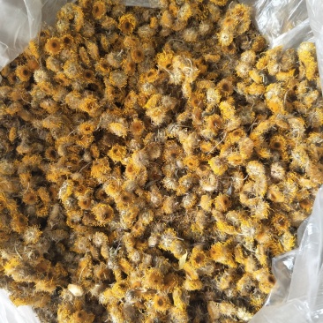 常年大量购销本地精品旋覆花小黄花，阳信劳店镇