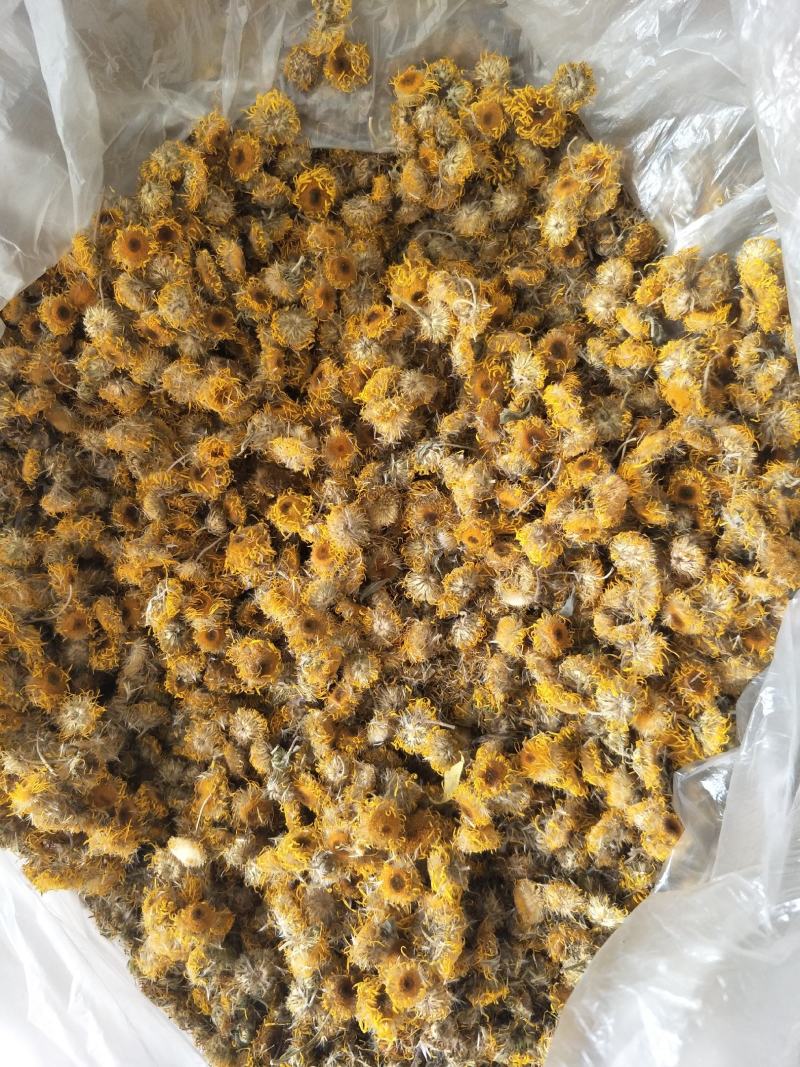 常年大量购销本地精品旋覆花小黄花，阳信劳店镇