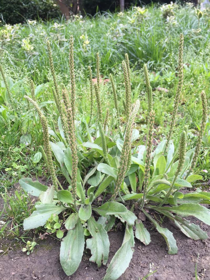 阳信常年大量购销精品车前草车前子常年购销