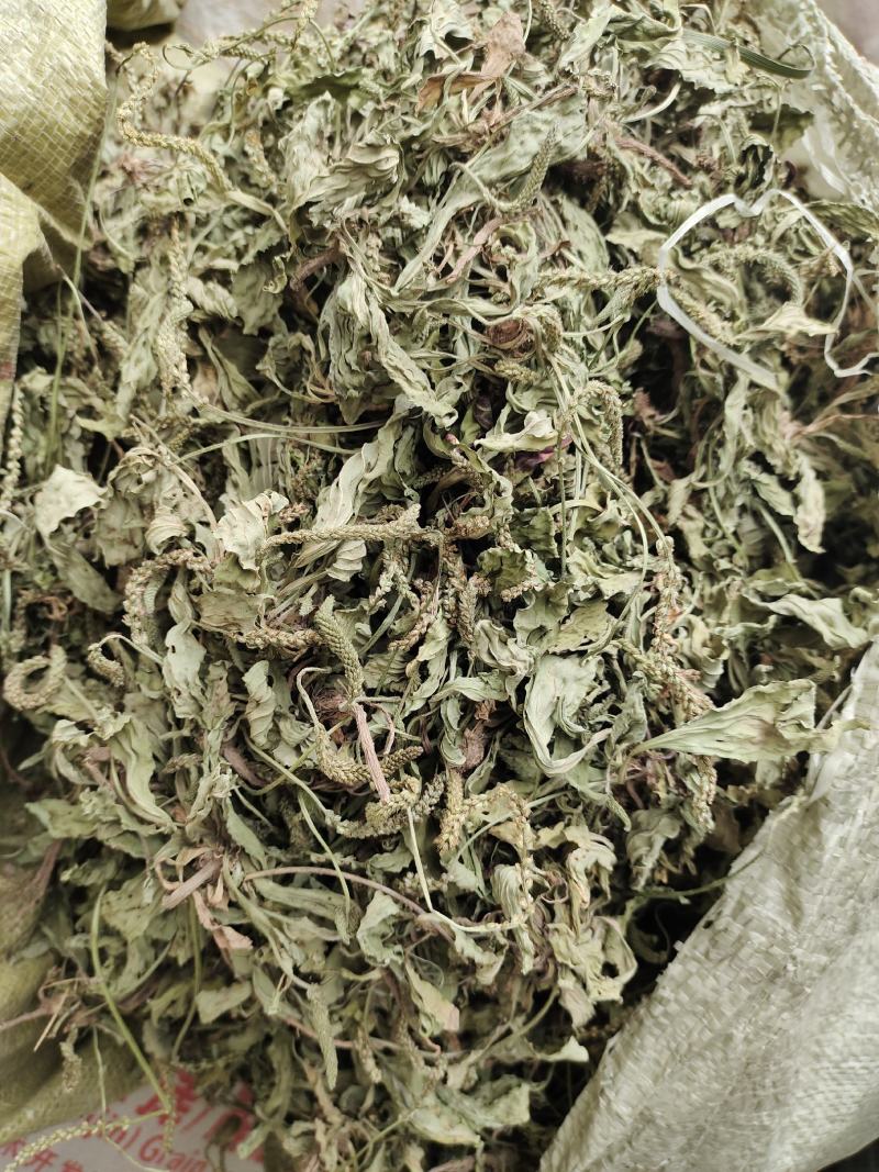 阳信常年大量购销精品车前草车前子常年购销