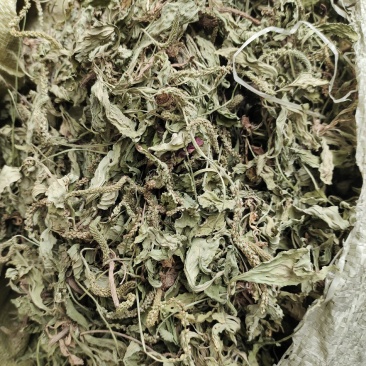 阳信常年大量购销精品车前草车前子常年购销