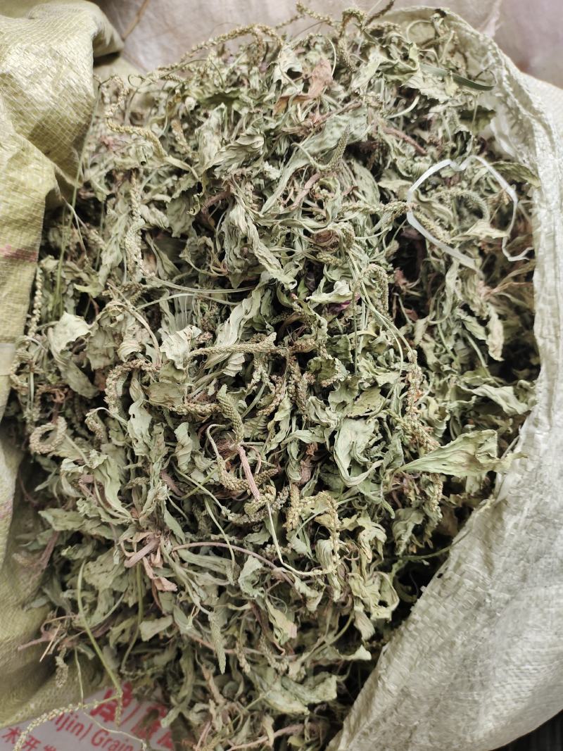 阳信常年大量购销精品车前草车前子常年购销