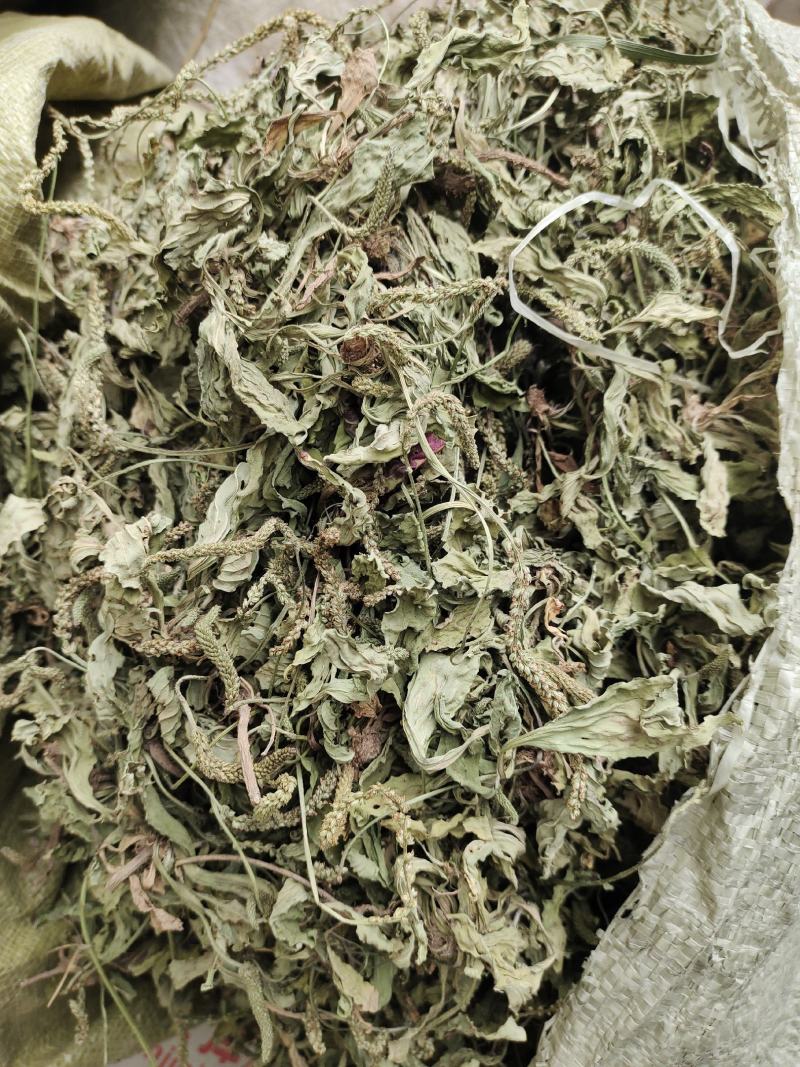 阳信常年大量购销精品车前草车前子常年购销