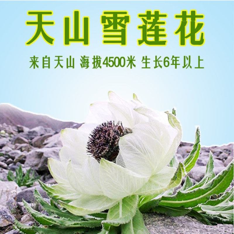 雪莲花天山雪莲花整支朵三朵包邮大朵一朵包邮