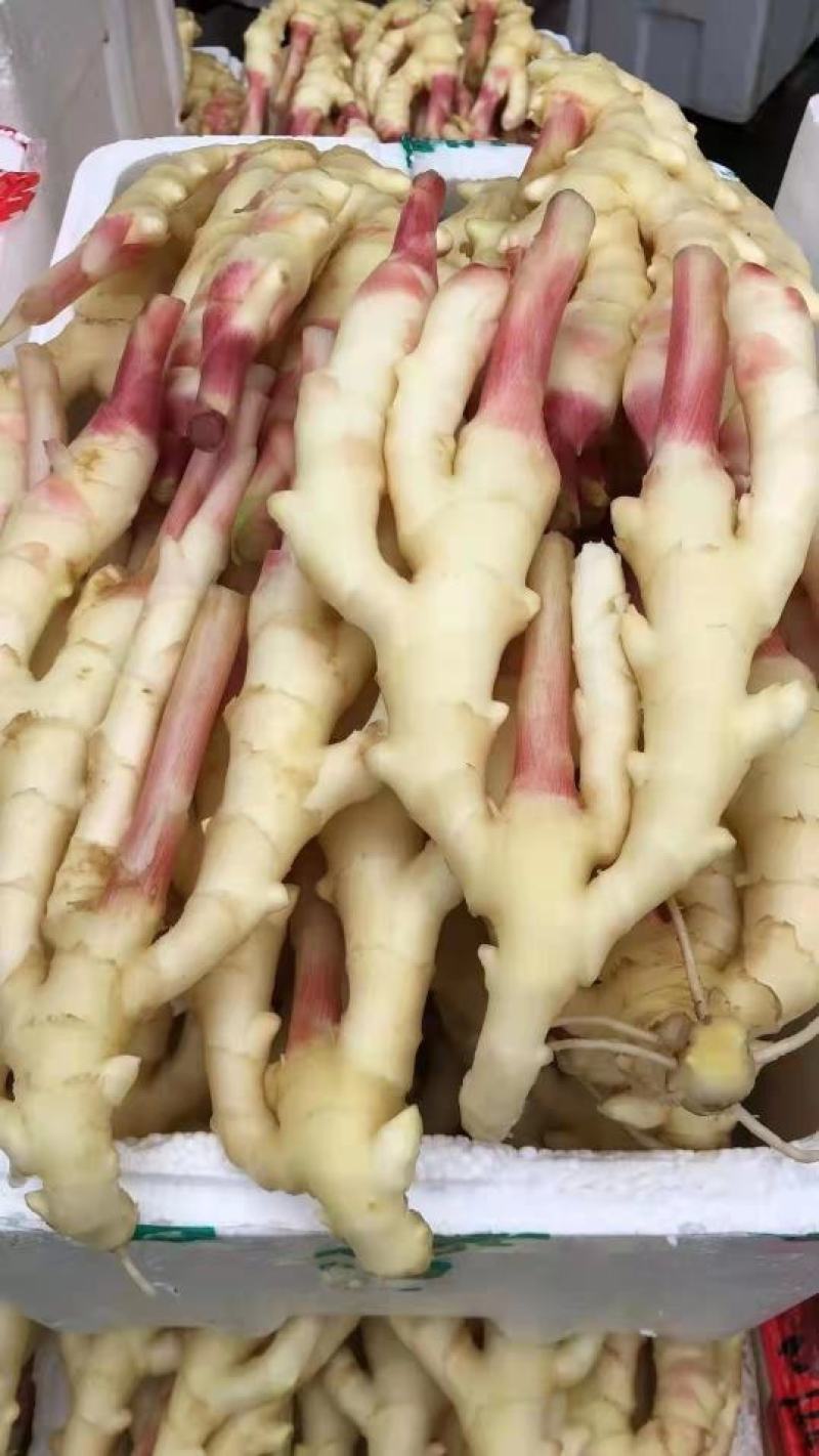 红芽鲜姜大量上市了，保质保量代存代卖提供冷库窖洞诚信经营