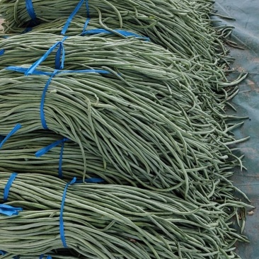 精品长豆角大量上市。