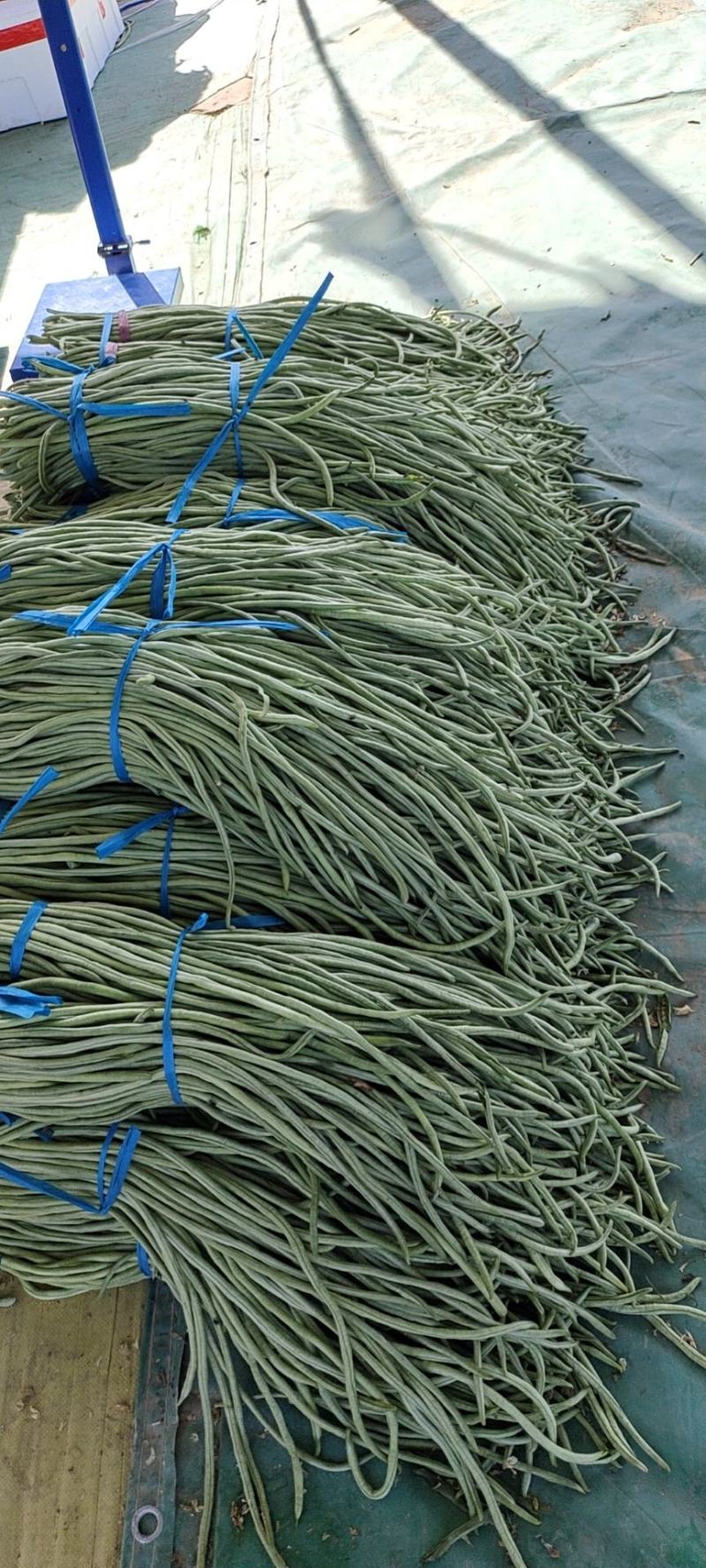精品长豆角大量上市。