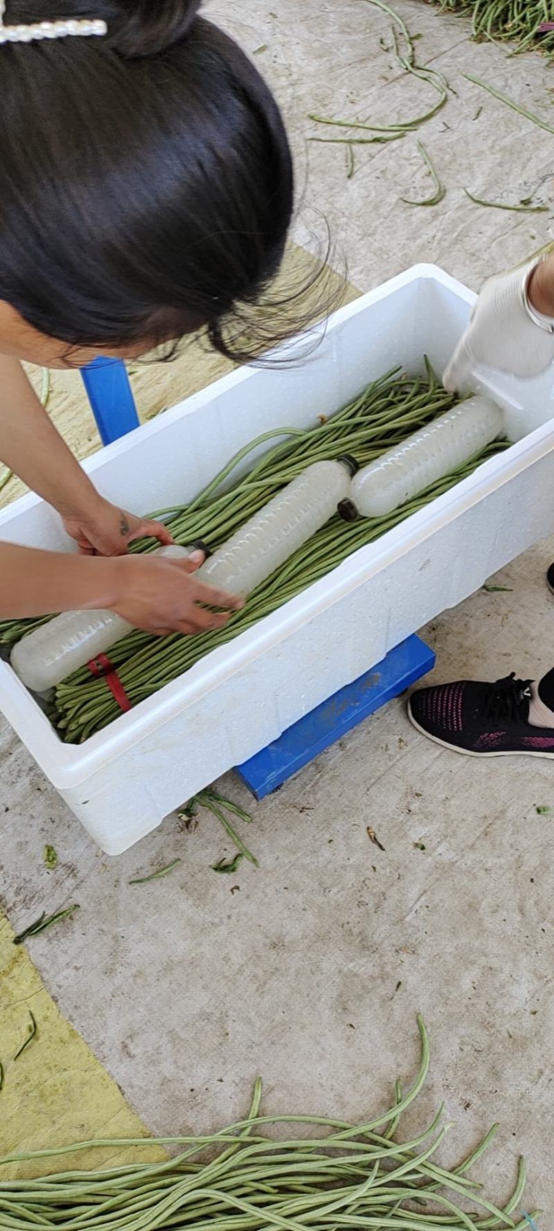 精品长豆角大量上市。