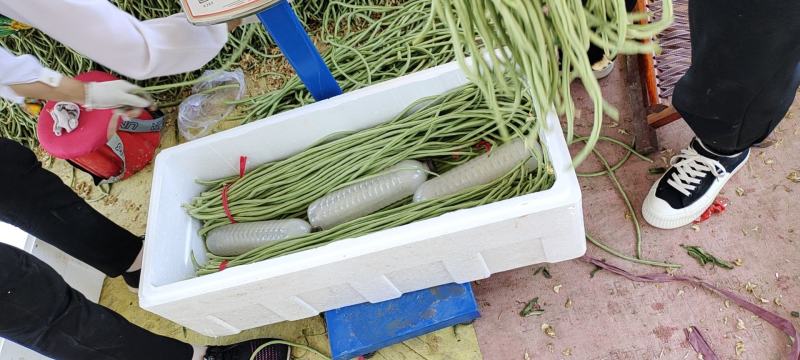 精品长豆角大量上市。