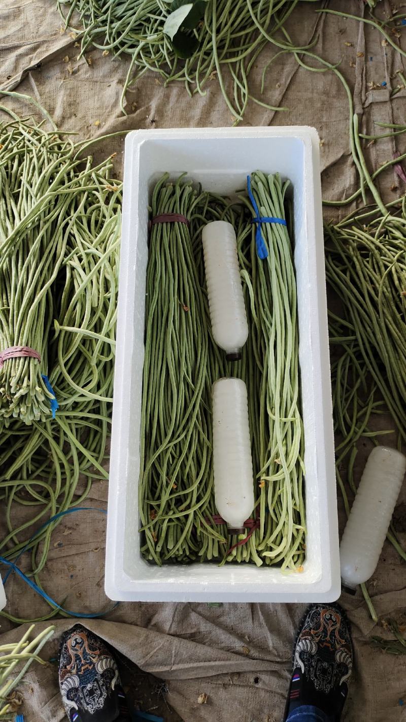 精品长豆角大量上市。