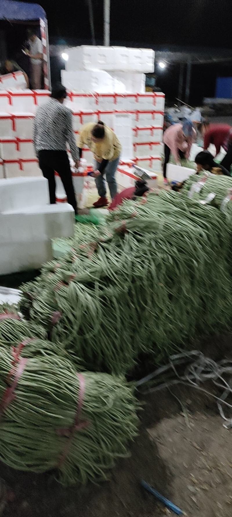 精品长豆角大量上市。