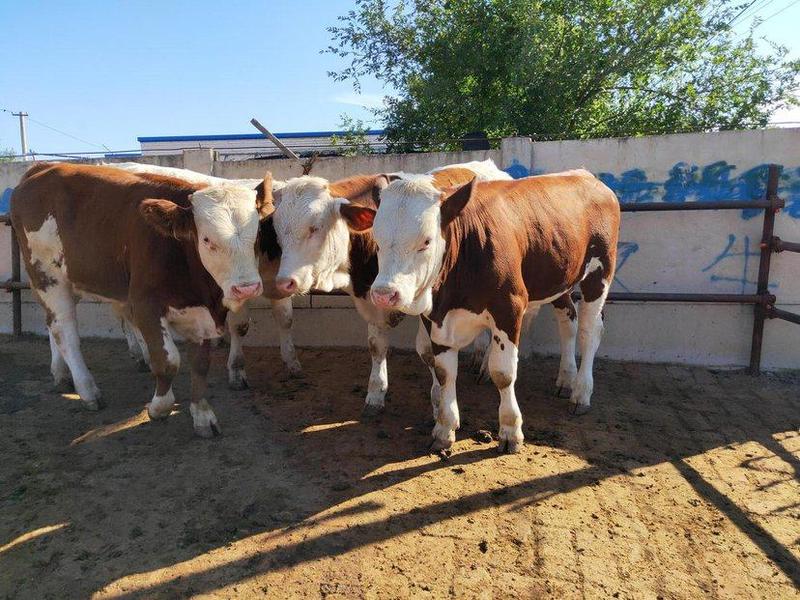 西门塔尔牛犊活牛出售小牛肉牛犊牛仔活体牛3-6个月小牛