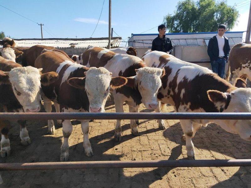 西门塔尔牛犊活牛出售小牛肉牛犊牛仔活体牛3-6个月小牛