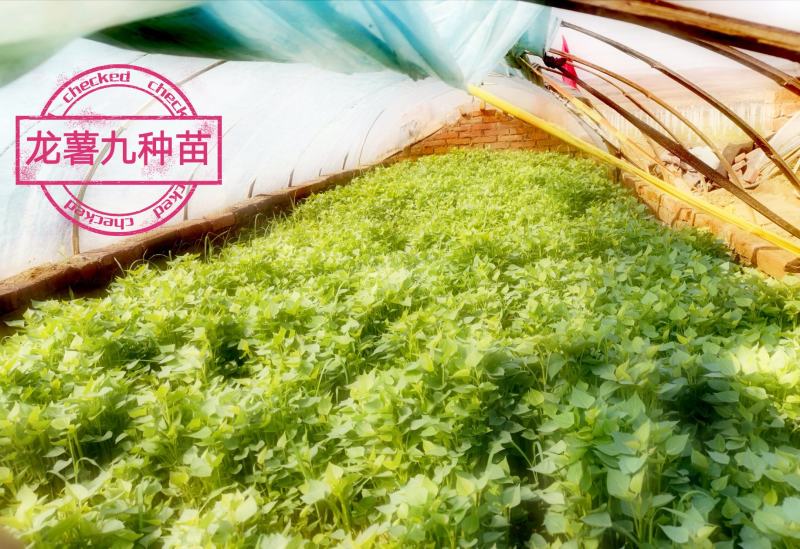 批发零售红薯种苗