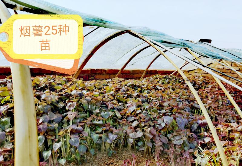批发零售红薯种苗