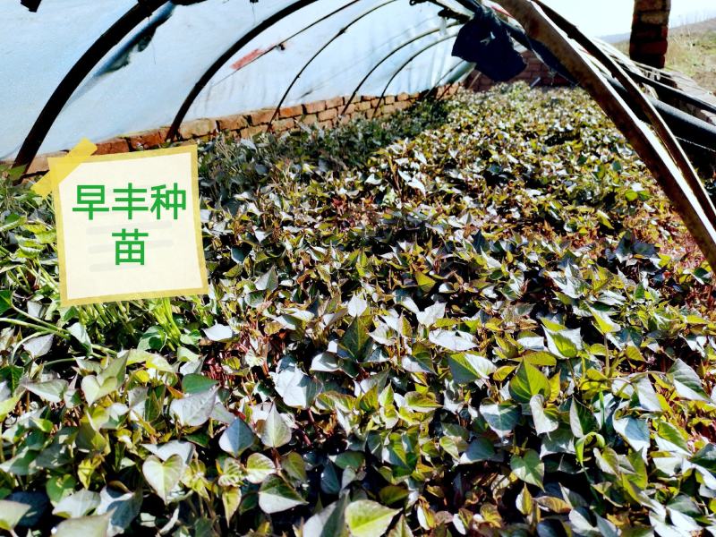 批发零售红薯种苗
