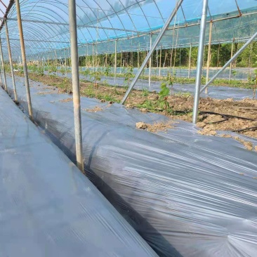 农用银黑双色地膜防草保温保湿葡萄草莓蔬菜大棚专用塑料薄膜